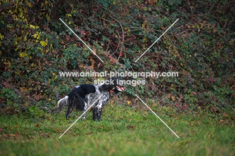 black and white English Setter standing in a field