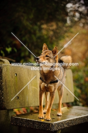 Shiba Inu standing on bench