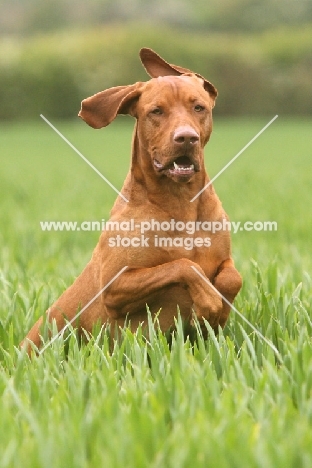 Hungarian Viszal jumping in field