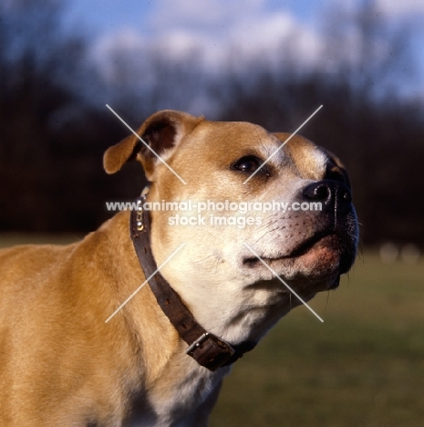 staffordshire bull terrier portrait, looking up