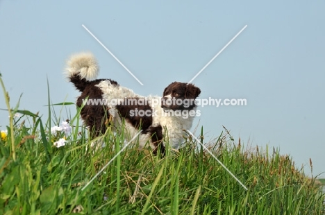 Wetterhound standing on grass, low angle