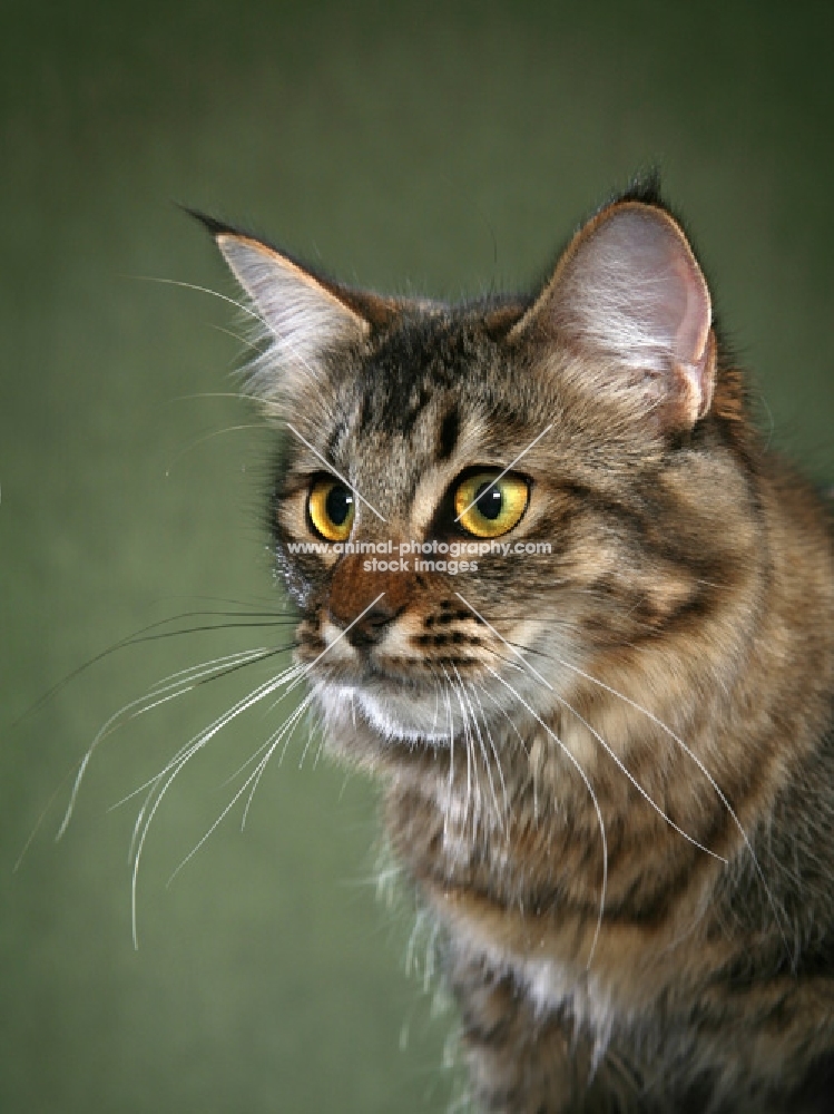 American Bobtail Head Study, three quarter view