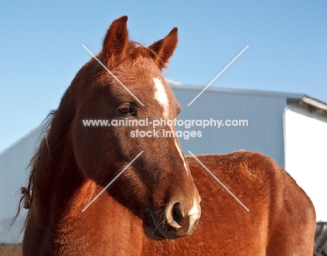 Morgan Horse portrait, looking away