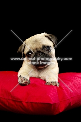 Pug puppy on cushion