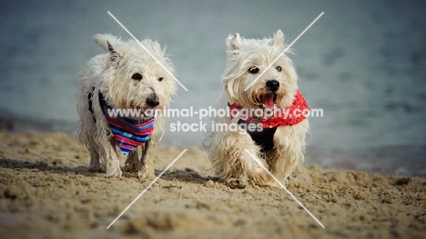 West Highland White Terrier