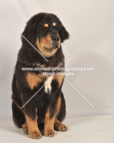 young Tibetan Mastiff in studio