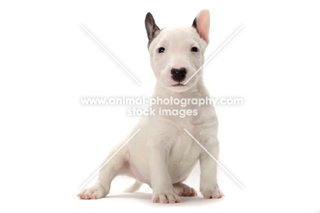 miniature Bull Terrier puppy on white background
