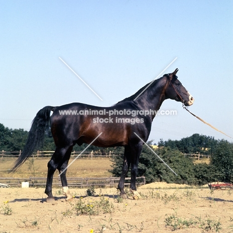  'O' Bajan I, Shagya Arab full body