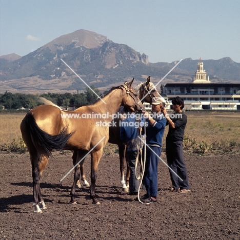 akhal teke horses at piatigorsk hippodrome with russian grooms 