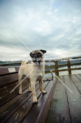 Pug on wooden floor