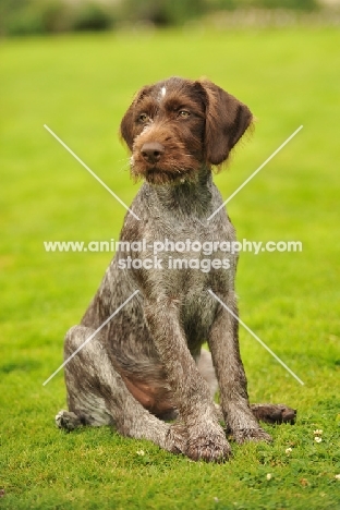 German Pointer puppy