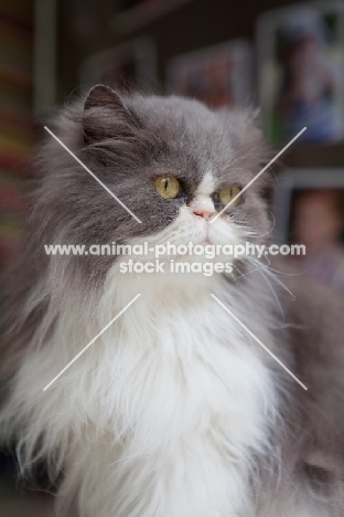 Persian cat looking stern