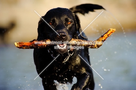 Labrador retrieving stick