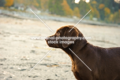 chocolate Labrador puppy profile