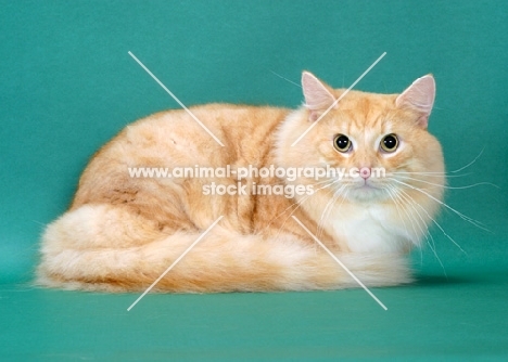 Red Silver Mackerel Tabby & White Norwegian Forest Cat, on green background