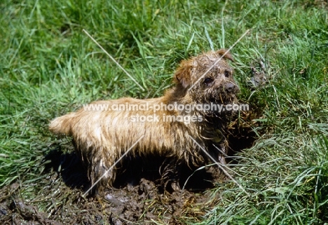 chalkyfield julie bee, norfolk terrier playing in mud