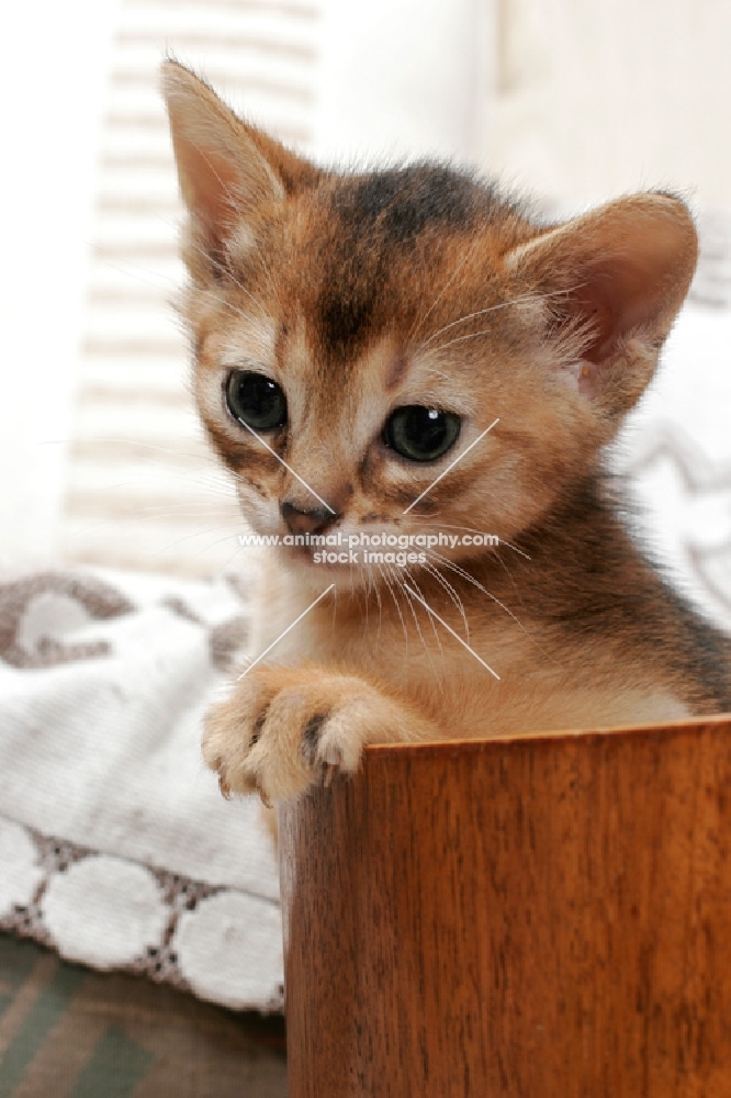 ruddy Abyssinian kitten in waste paper basket