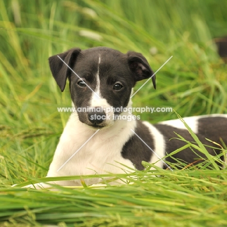 Whippet puppy in grass