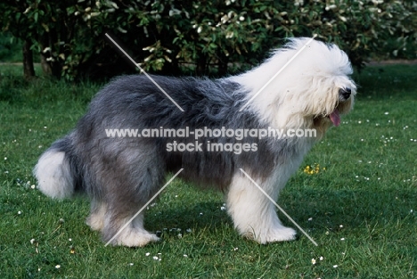 galumphing tails i win for tailormade (ahab), undocked old english sheepdog standing on grass