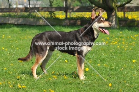 Australian Kelpie posed