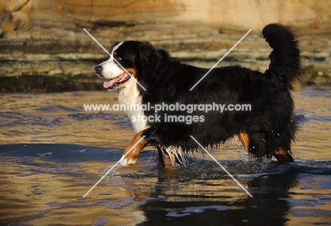 Bernese Mountain Dog walking through water