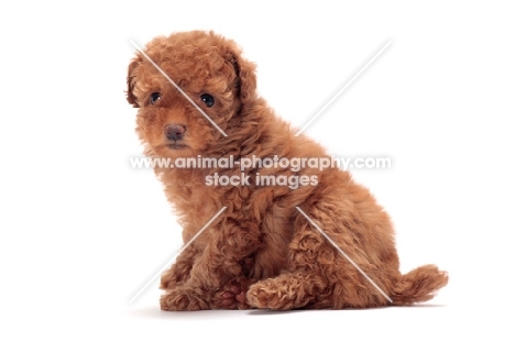 apricot coloured Toy Poodle puppy, sitting down
