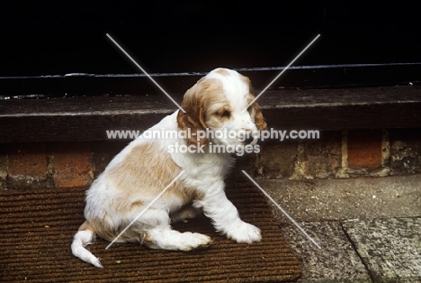 undocked cocker spaniel puppy sitting on a mat at the door