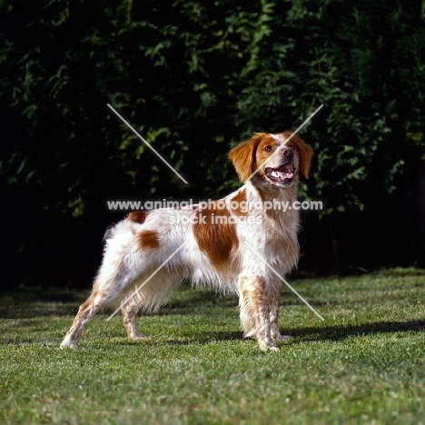 brittany standing on grass