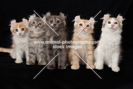 five American Curl kittens