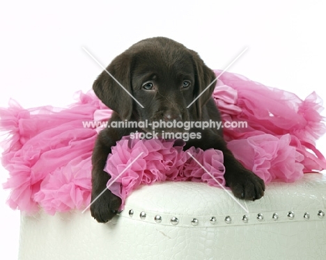 English chocolate labrador retriever puppy lying on dress