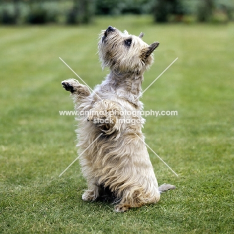cairn terrier in pet trim begging