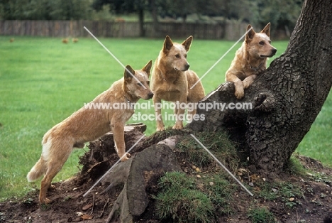 formakin kulta,  aust ch landmaster darling red, dutch ch formakin boomer, ,  australian cattle dogs beside tree