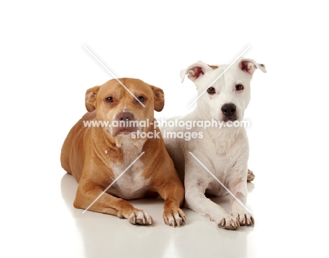 American Pit Bull Terrier lying next to each other