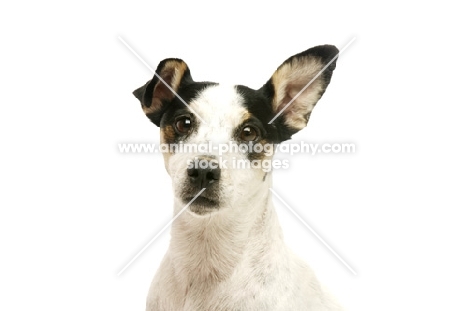 Jack Russell isolated on a white background