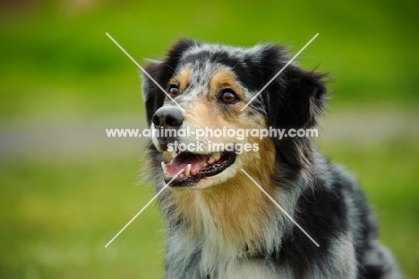 Australian Shepherd