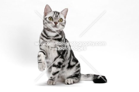 American Shorthair, Silver Classic Tabby, one leg up