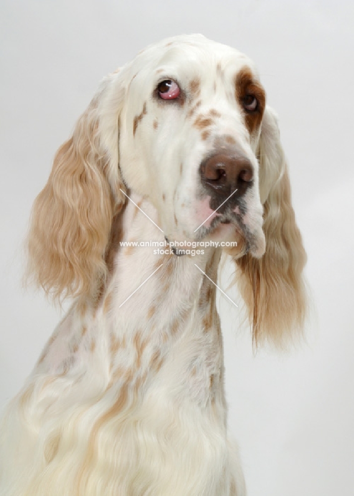 Orange Belton coloured Champion English Setter, looking away