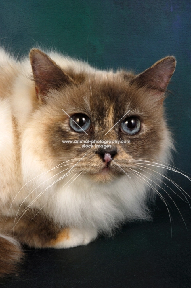 tortie point birman cat portrait