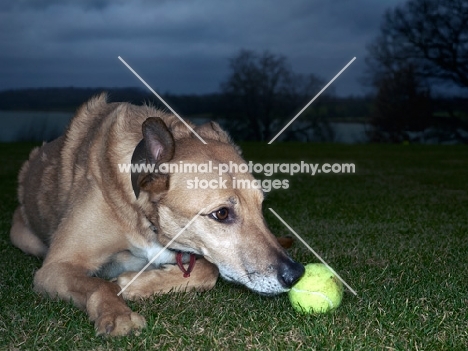 Lurcher sniffing at tennis ball