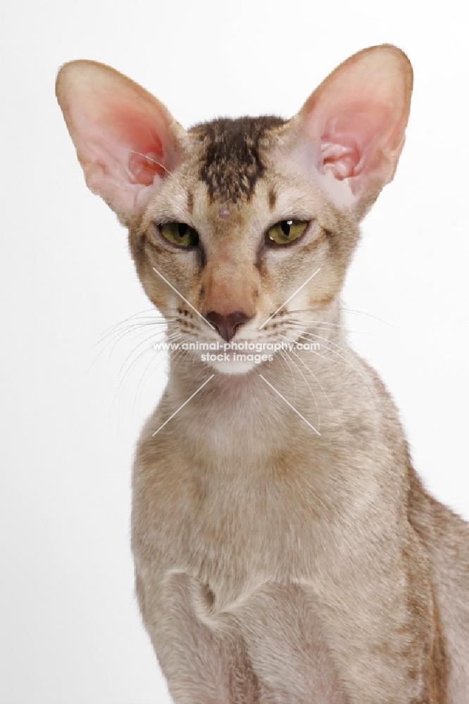 Oriental Shorthair portrait, Chocolate Silver Ticked Tabby