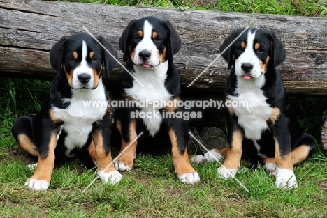 three Great Swiss Mountain dog puppies