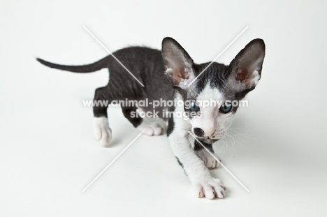 Peterbald kitten 6 weeks old