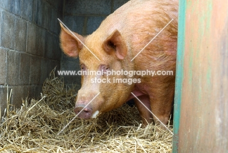 Tamworth pig in barn