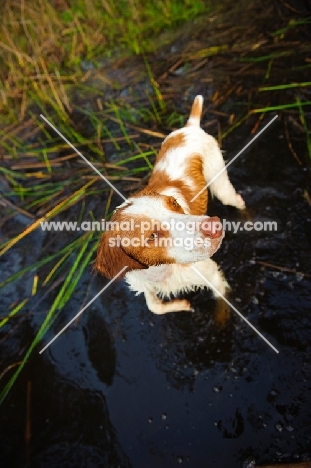 Brittany Spaniel walking in water