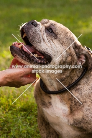 Bulldog being stroked