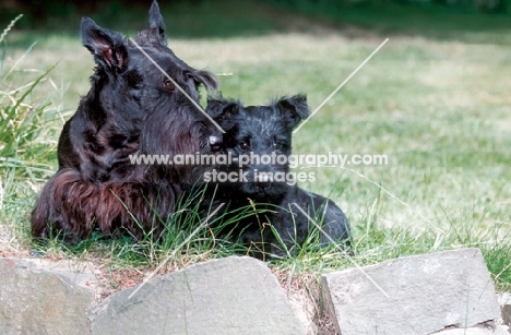 Scottish Terrier with puppy