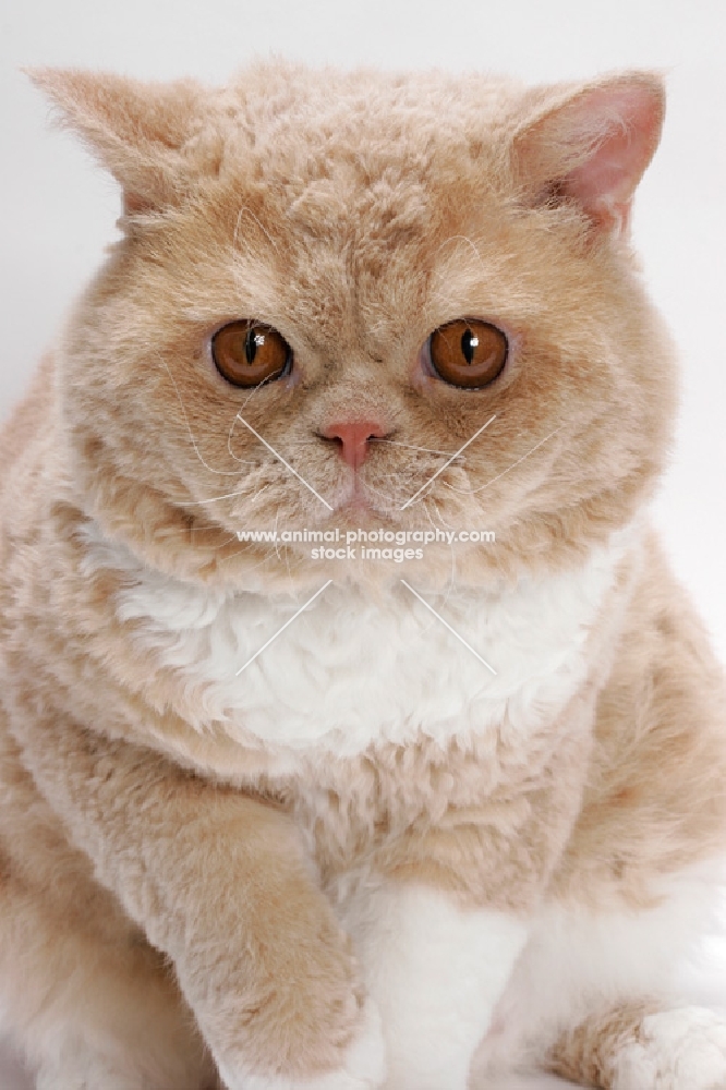 Selkirk Rex on white background, Cream Classic Tabby & White, portrait