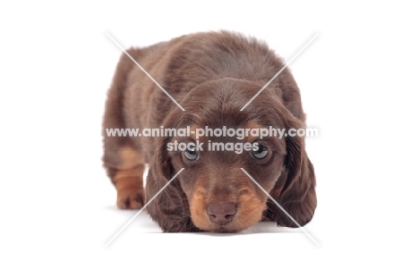 Cute chocolate Tan coloured longhaired miniature Dachshund puppy
