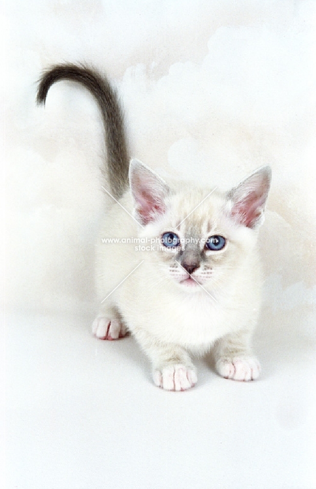 Snowshoe kitten