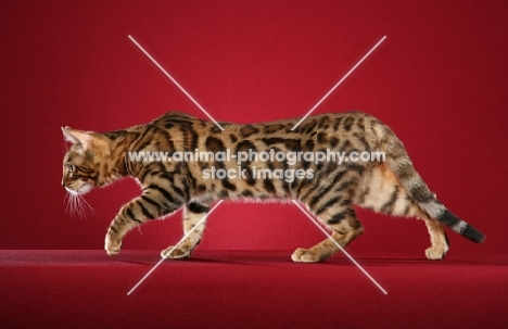 Bengal walking on red background